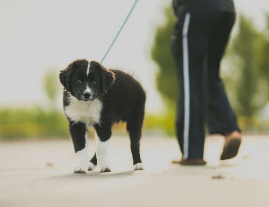 hond met riem