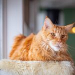 grote kattenbak