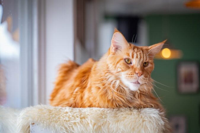 grote kattenbak