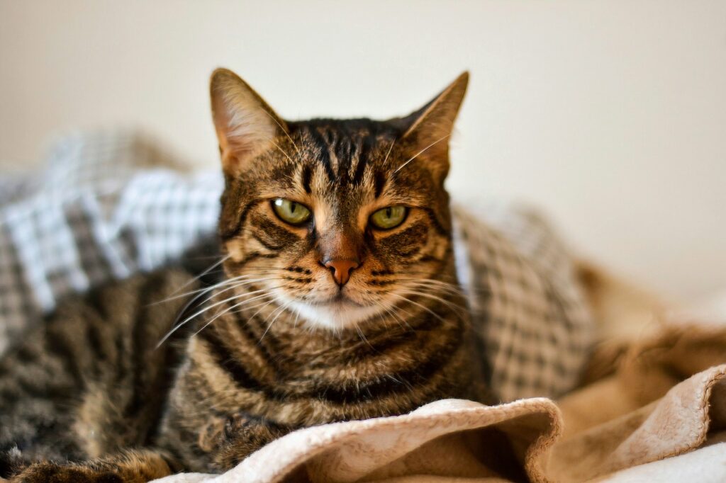 Hoe laat je jouw kat wennen aan een tuigje? [februari Update] PetMania.nl