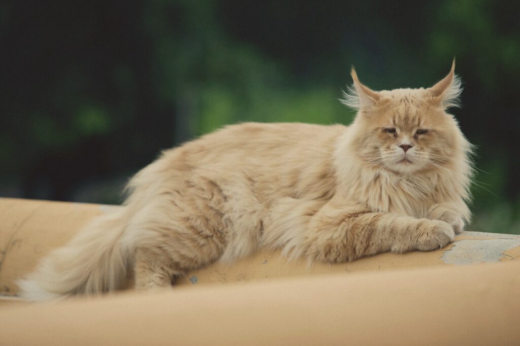 grote kattenbak belangrijk