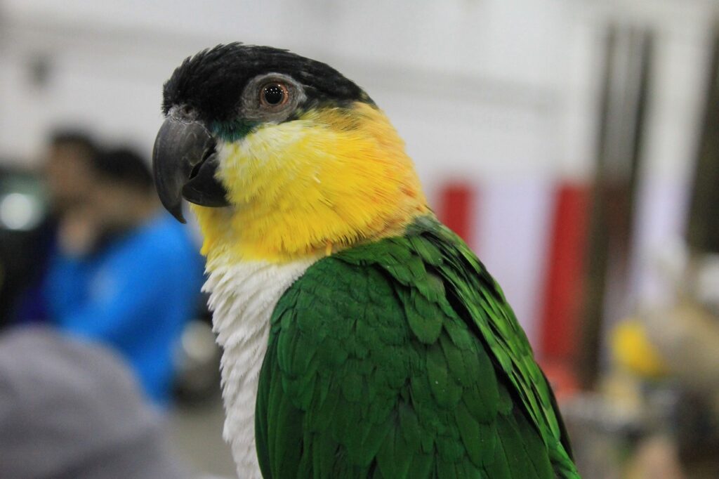 caique