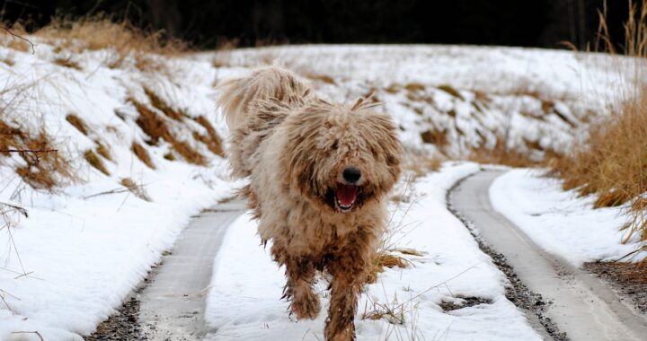 komondor