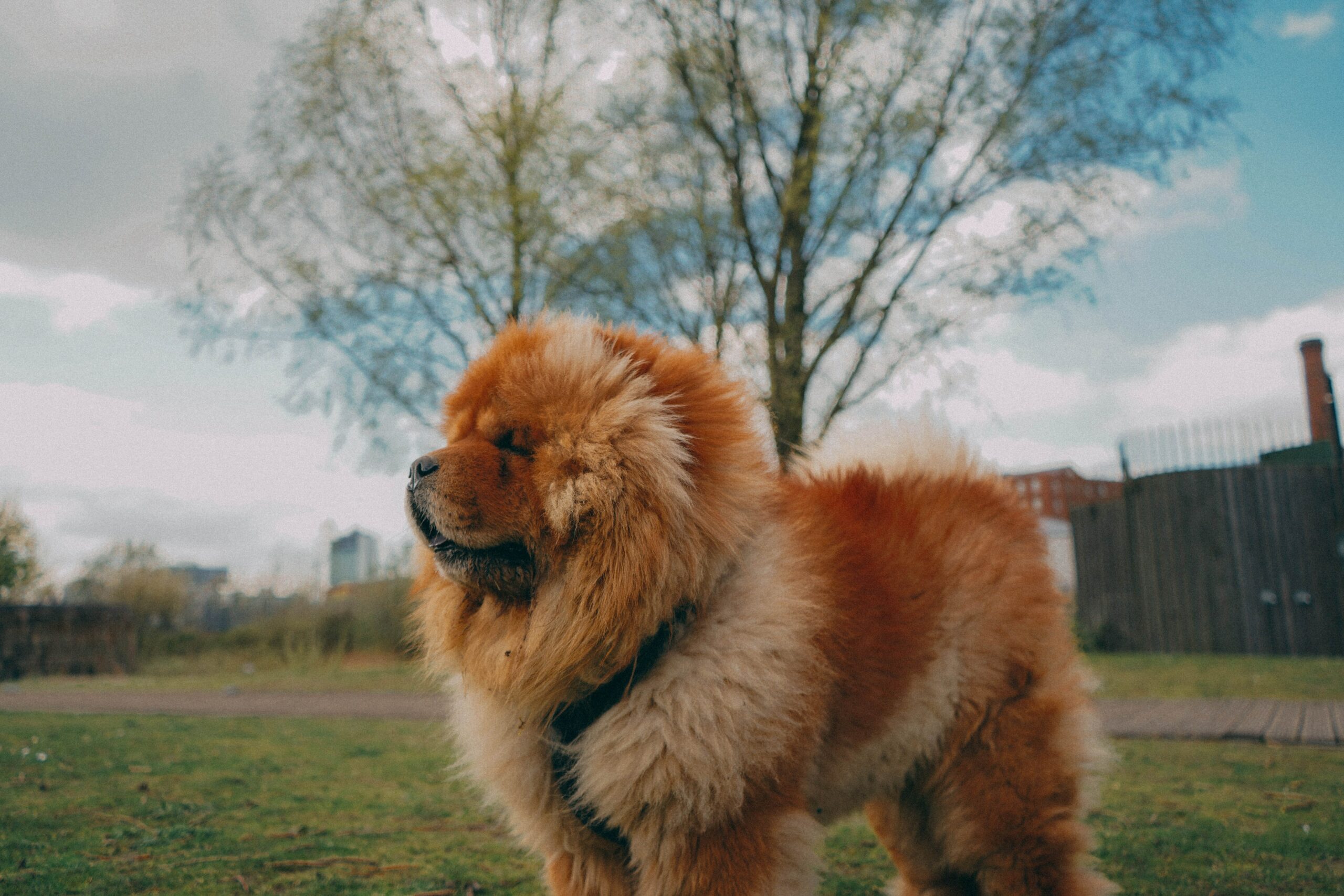 chow chow