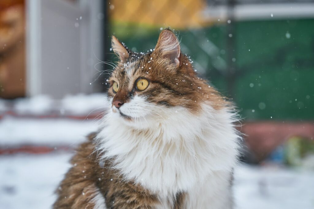 kat met lang haar