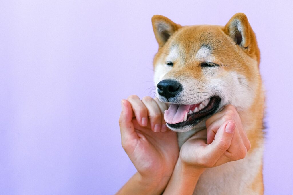 honden die lijken op vossen