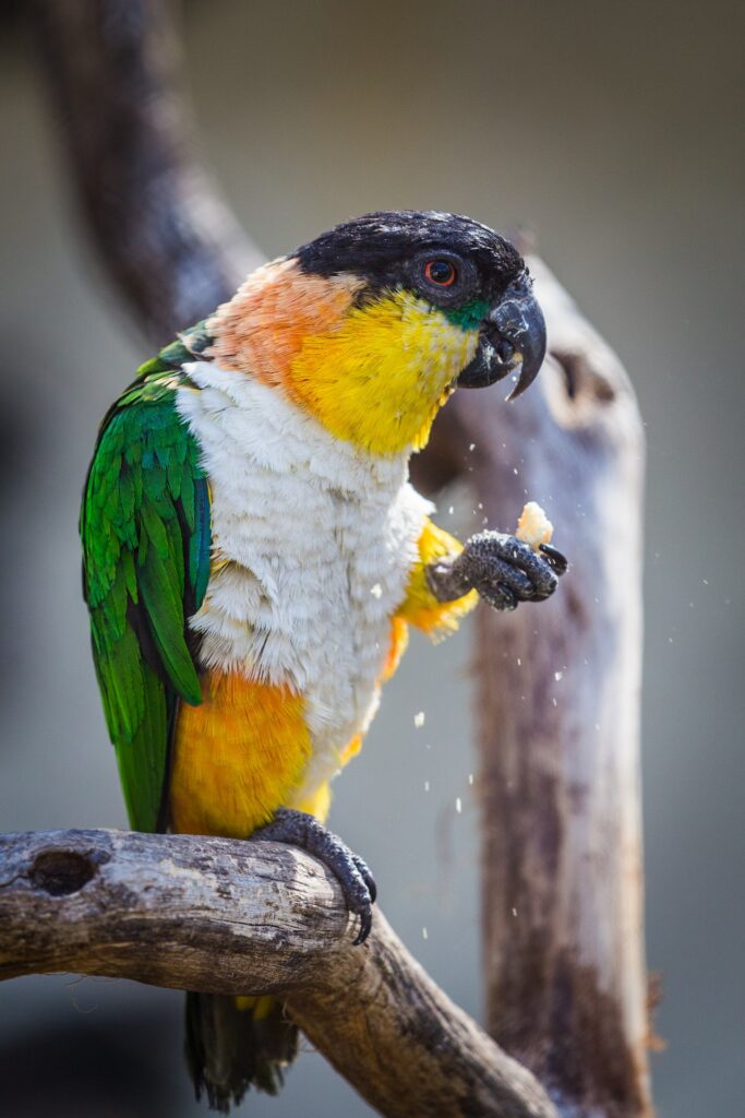 caique verzorging