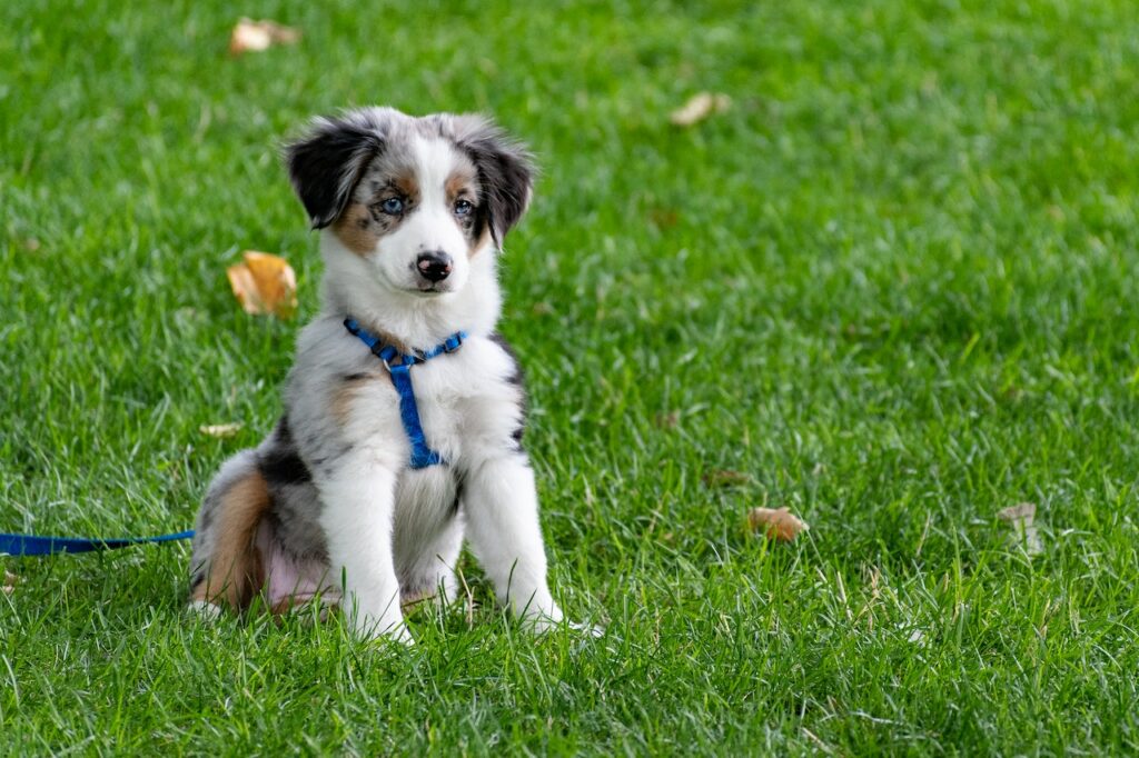 hond zindelijk maken