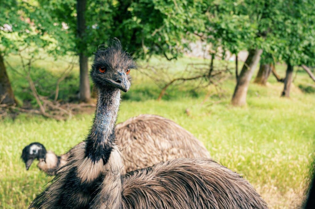 grote vogel
