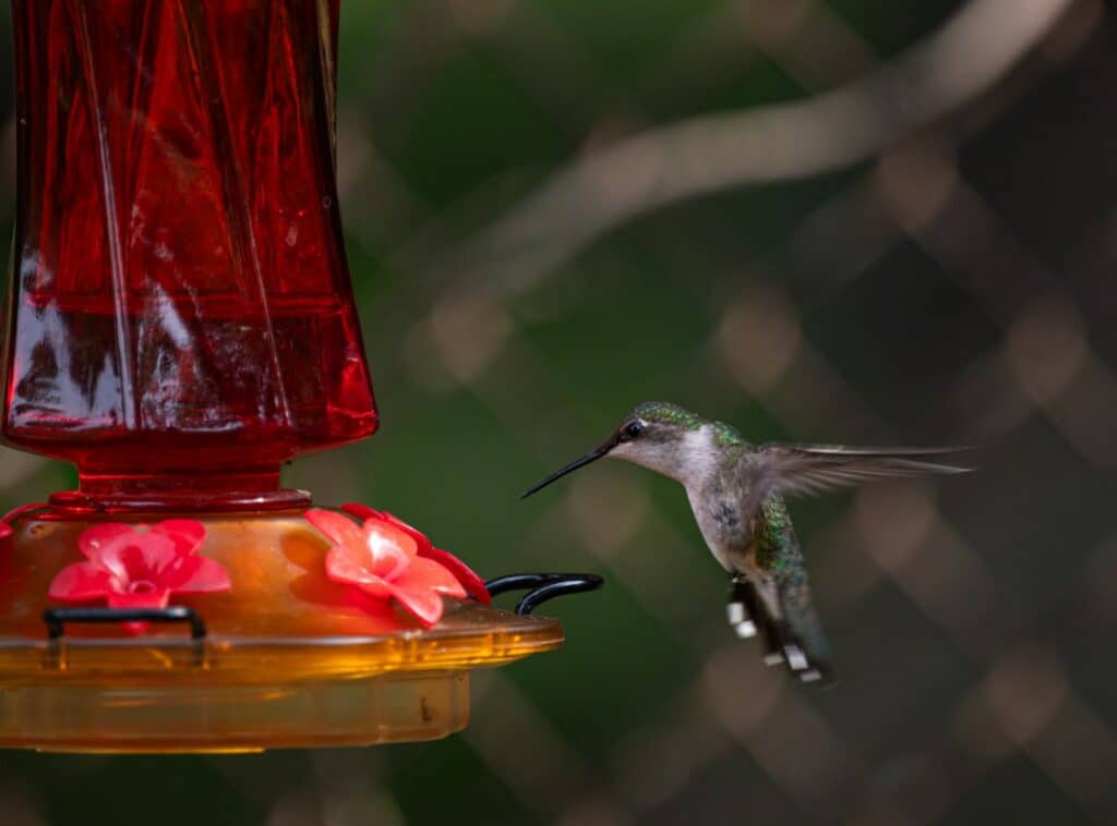 vogel eten