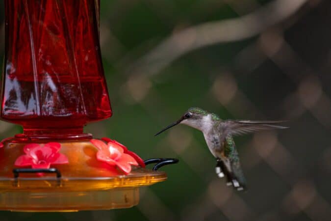 vogel eten
