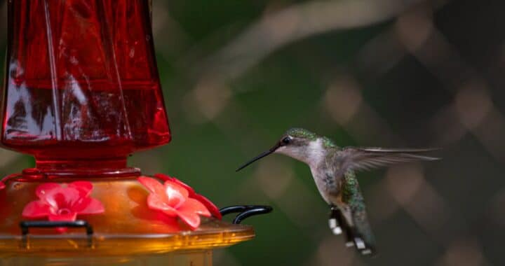 vogel eten