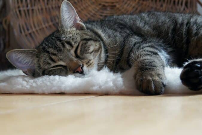 design kattenbak tips