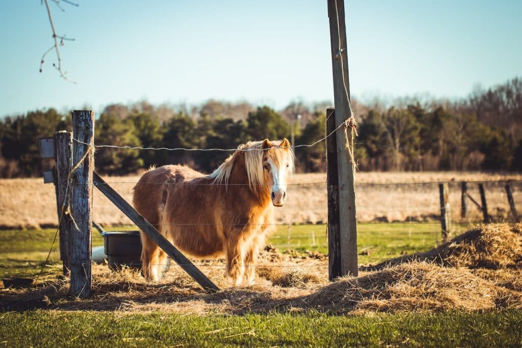 gewicht paarden