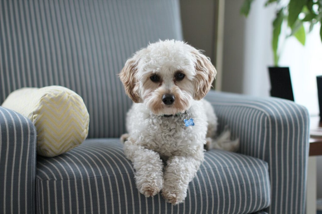 cavapoo hond