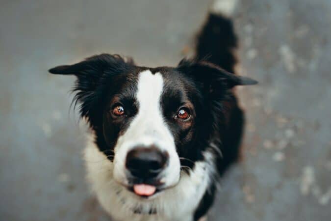hond likken