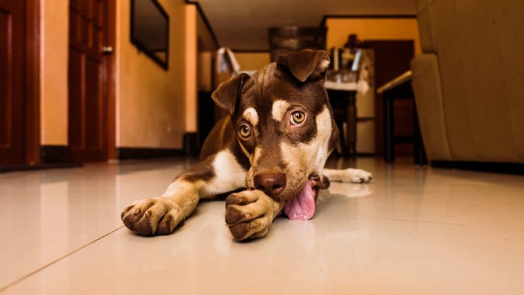hond likgedrag