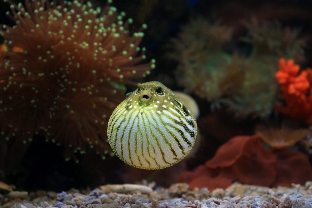 gevaarlijke zeedieren