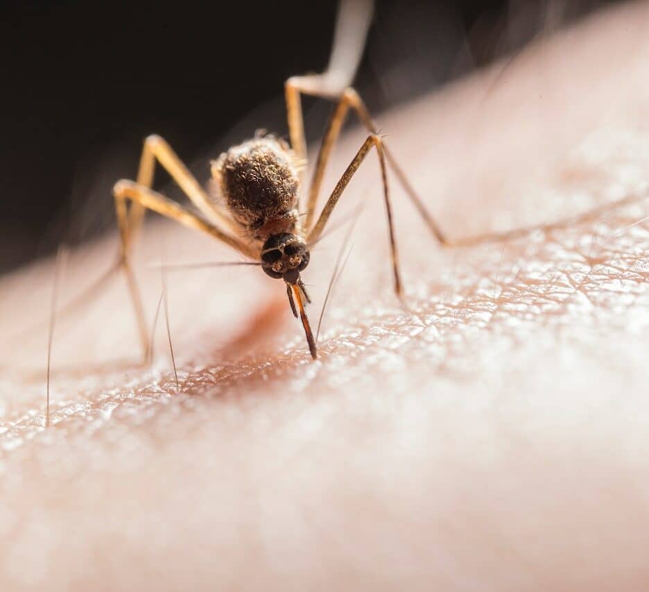muggen