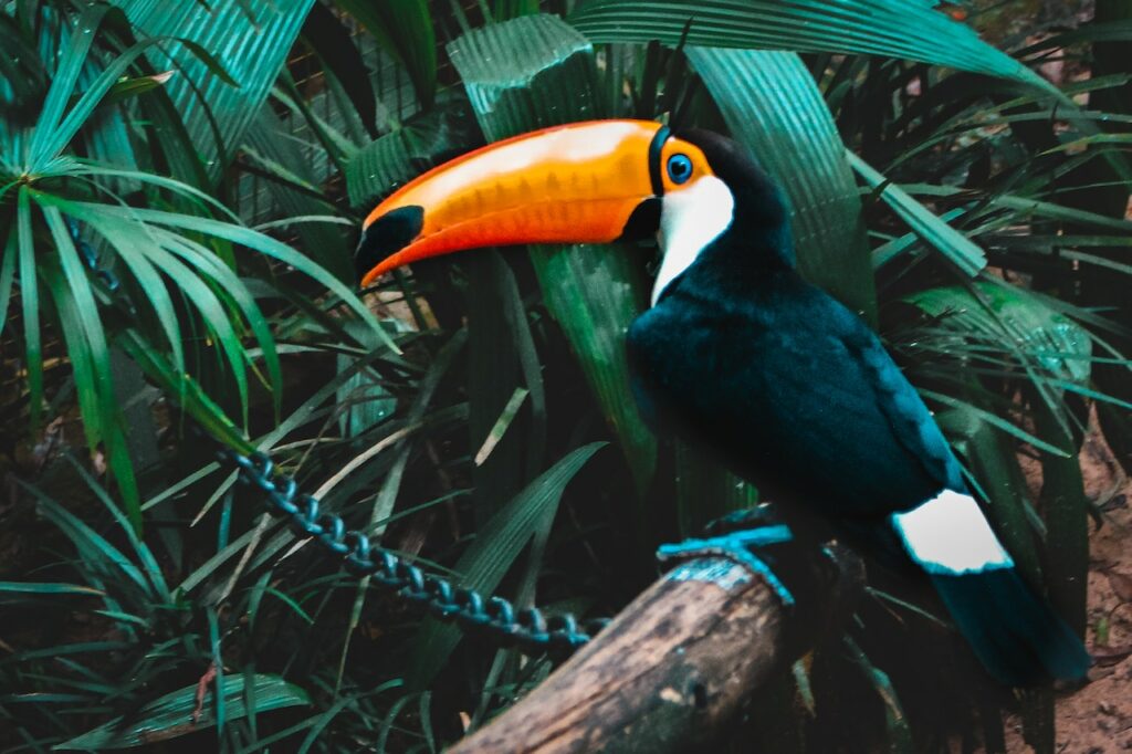 mooiste vogels op aarde