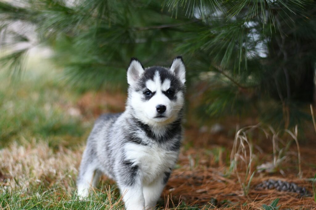 puppy siberische husky