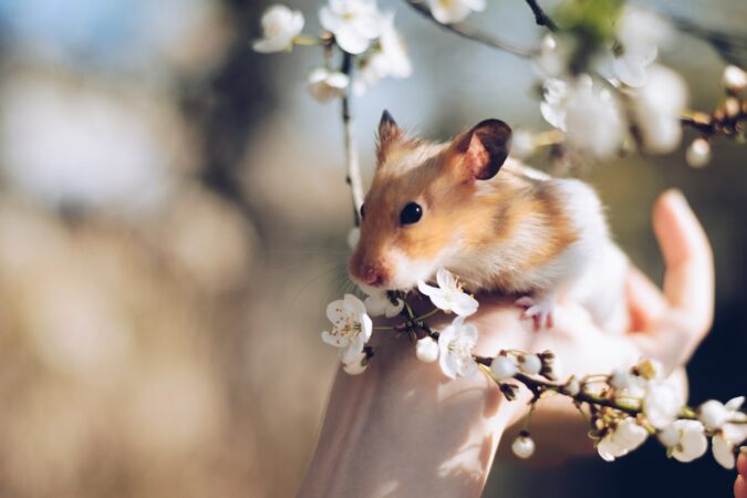 hamster gedrag