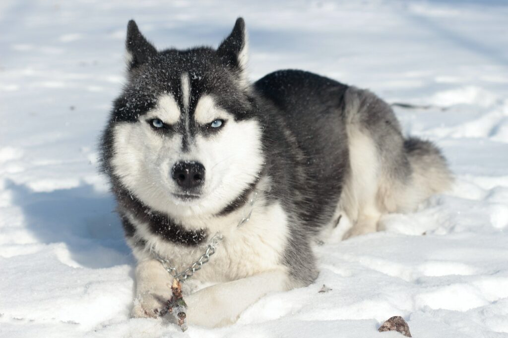 hond met blauwe ogen