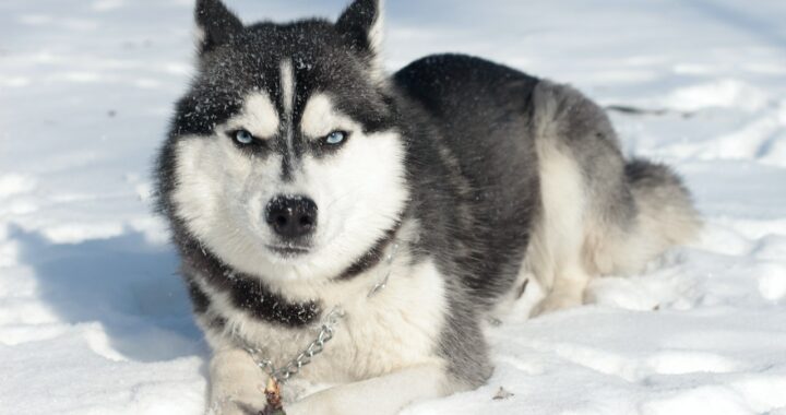 hond met blauwe ogen