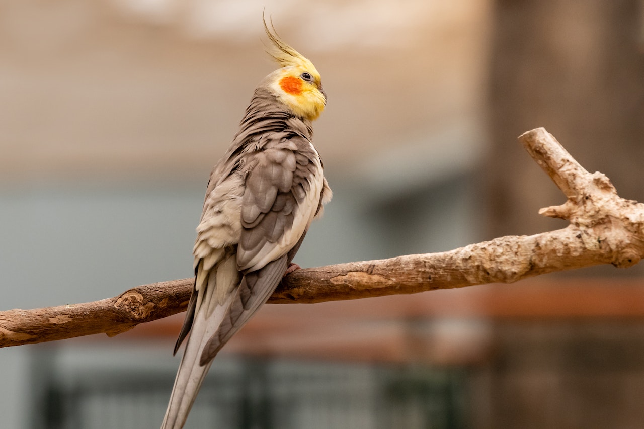 Dit moet je weten voordat je een valkparkiet in huis neemt - [april