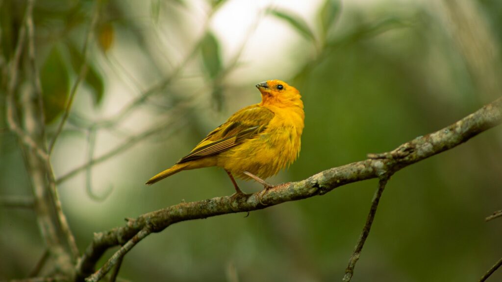 vogelverzorging nagels