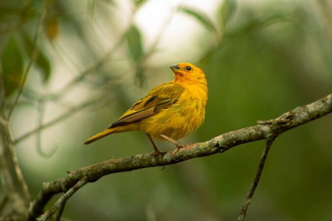 vogelverzorging nagels