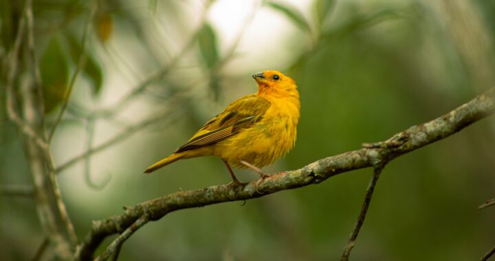 vogelverzorging nagels