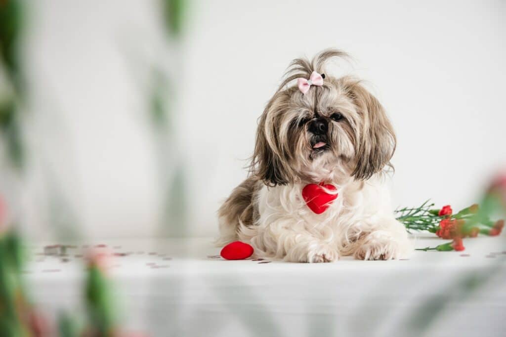 hond met lange oren