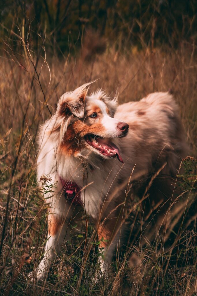 australische herder
