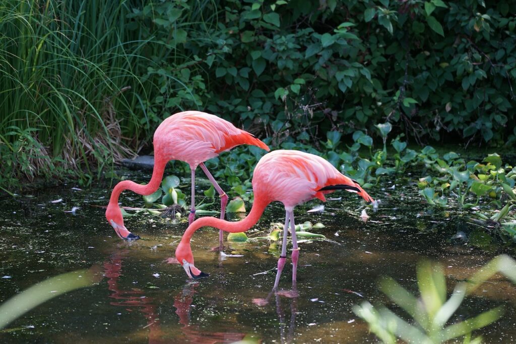 flamingo's