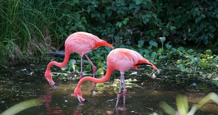 flamingo's