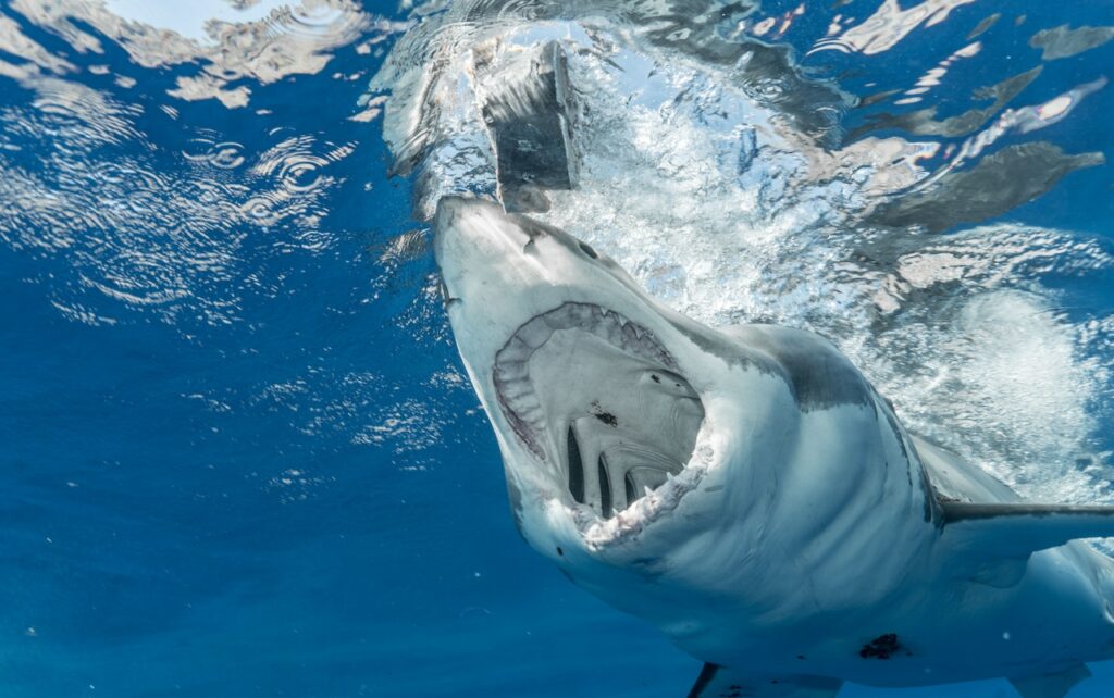 gevaarlijke zeedieren