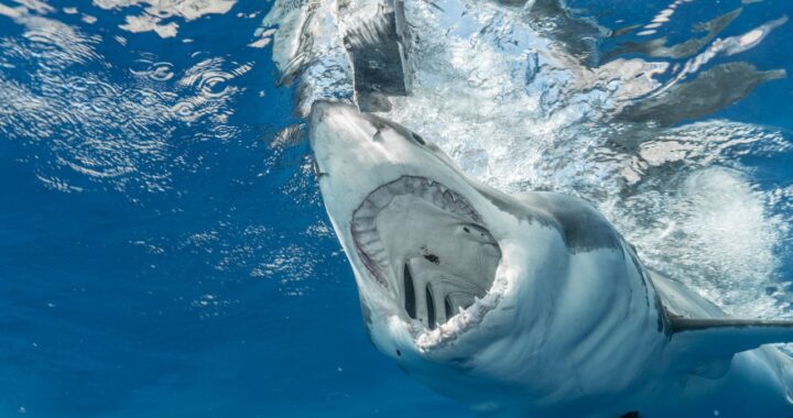 gevaarlijke zeedieren