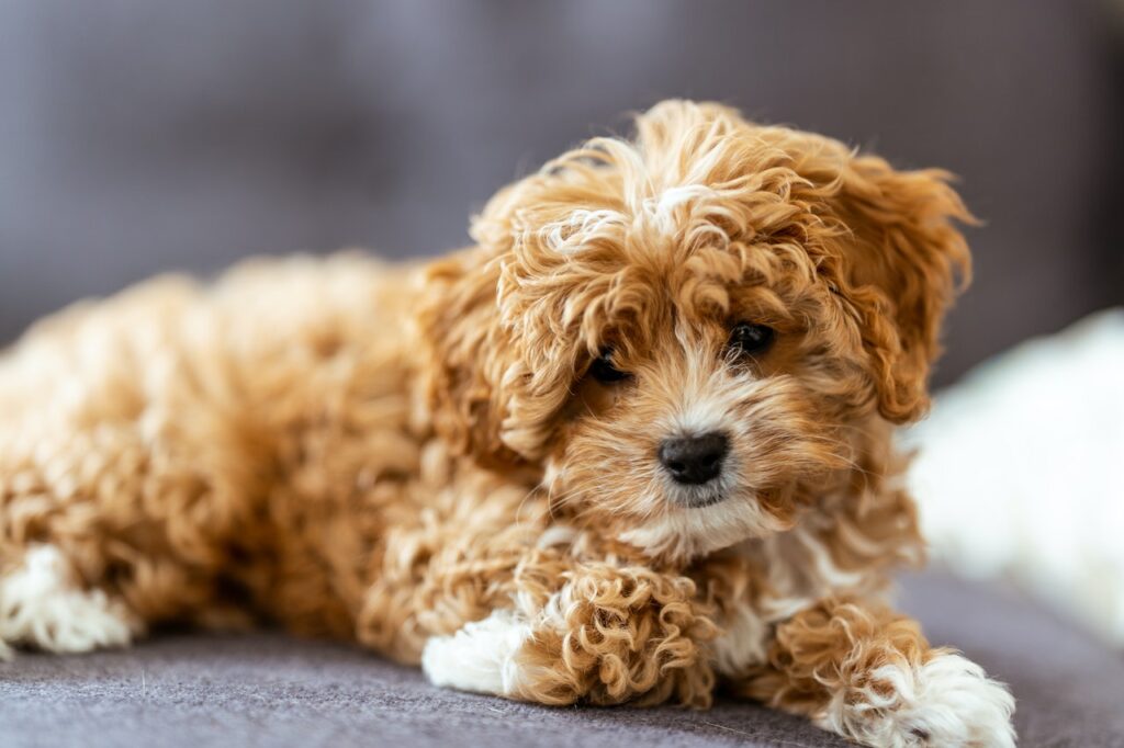 cavapoo