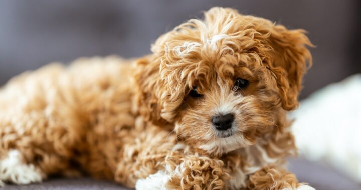 cavapoo