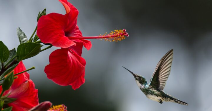 mooiste vogels