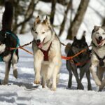 verschillende poolhonden