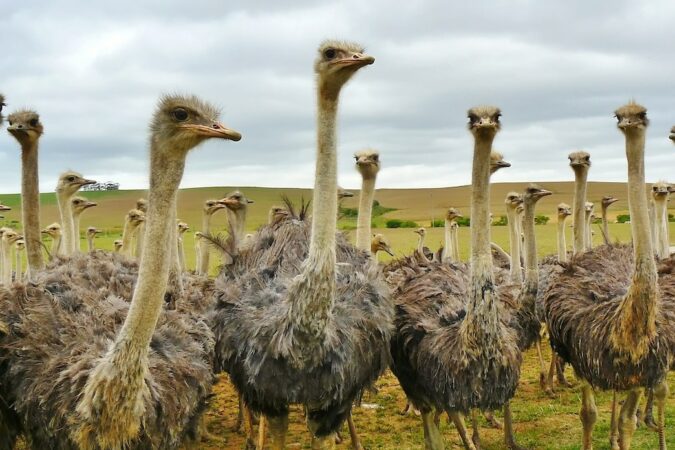 struisvogels