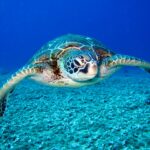 Schildpad