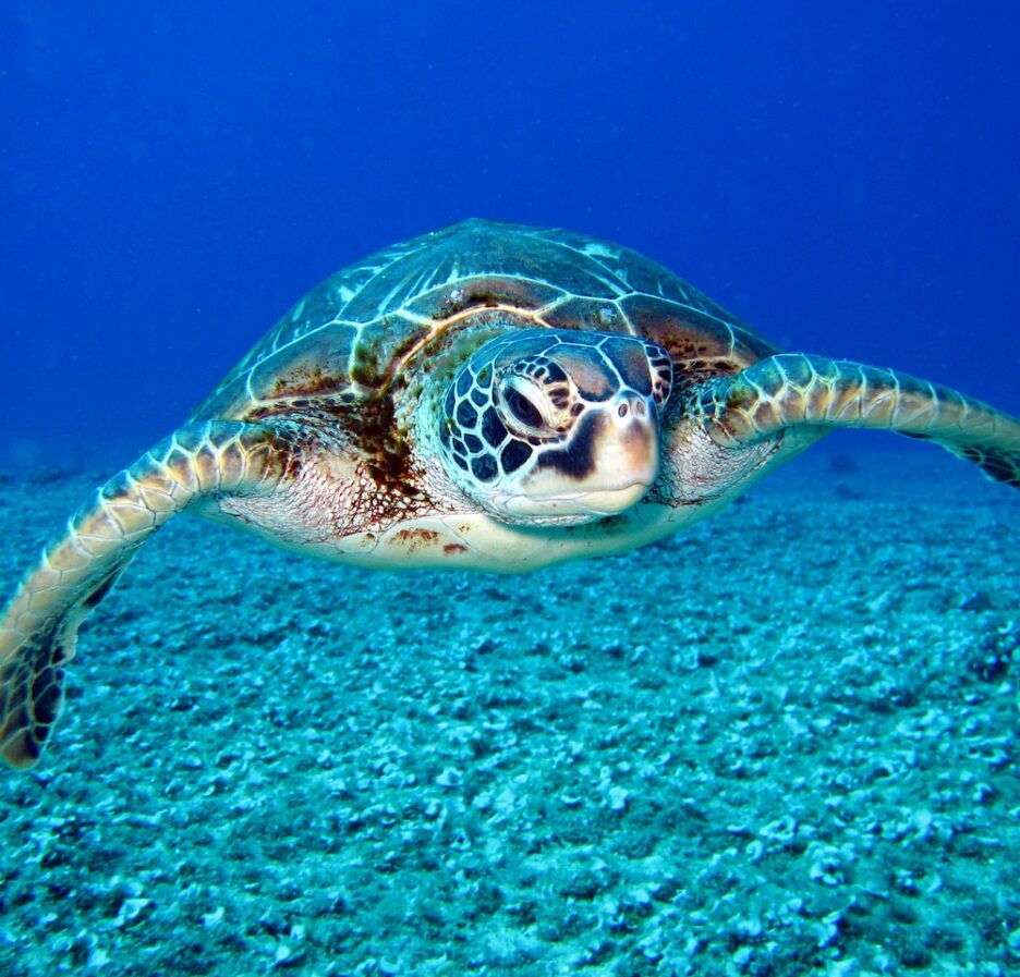 Schildpad