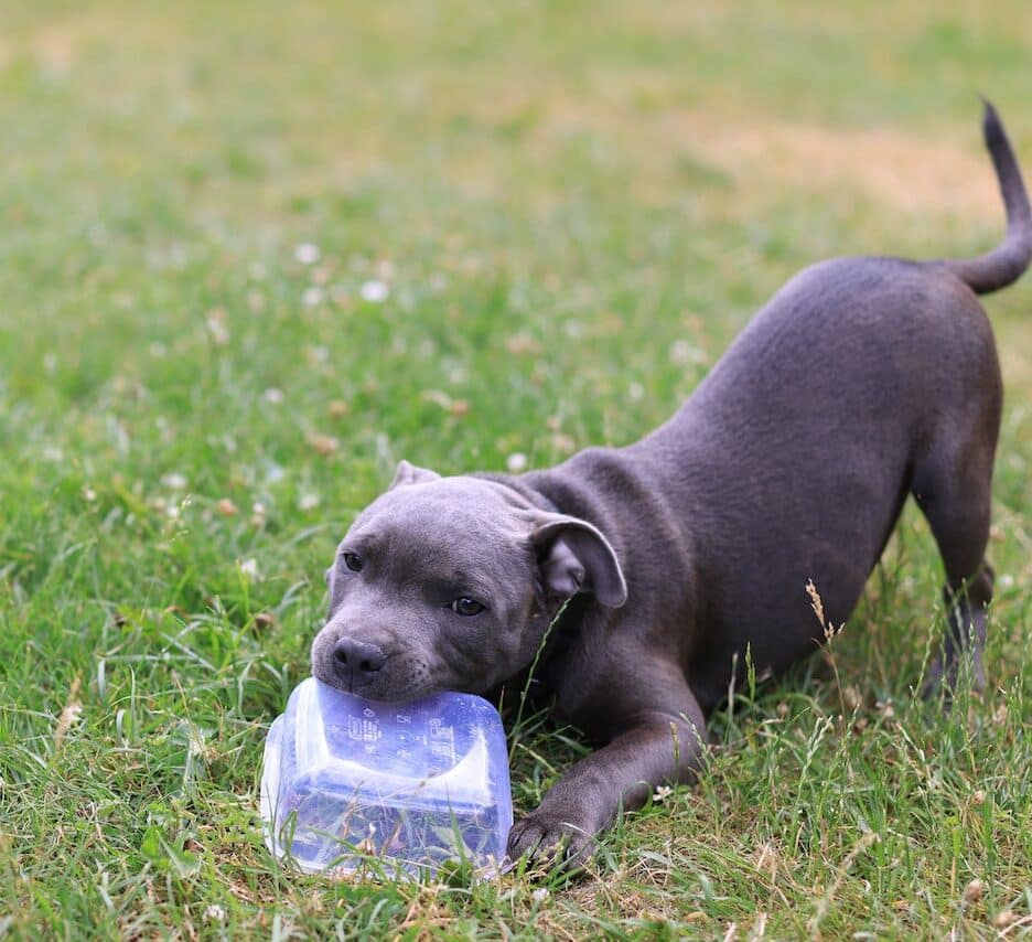 hond plastic