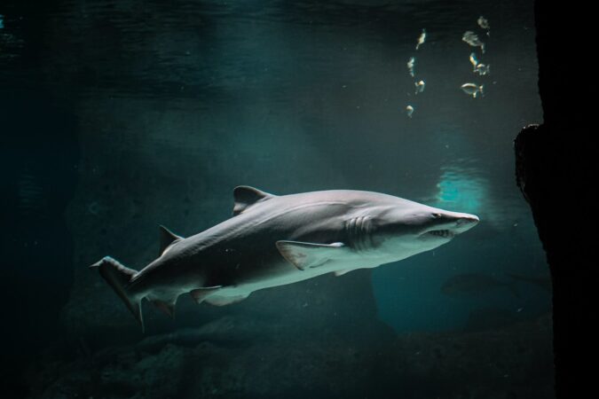 witte haai