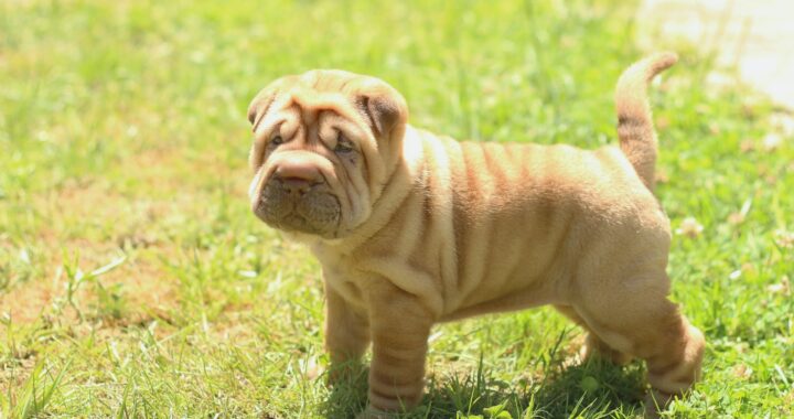 Shar Pei