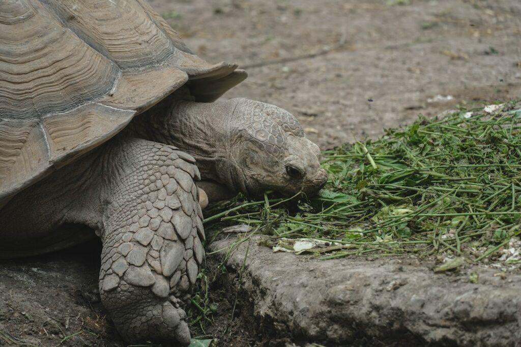 schildpad namen