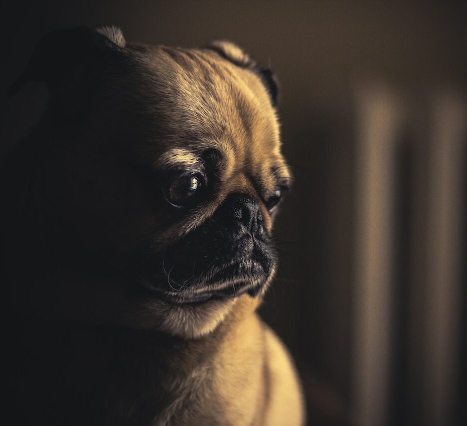 gabapentine hond